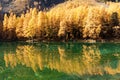 Stunning view of the Palpuogna lake near Albula pass with golden trees in autumn Royalty Free Stock Photo