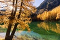 Stunning view of the Palpuogna lake near Albula pass with golden trees in autumn Royalty Free Stock Photo