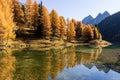 Stunning view of the Palpuogna lake near Albula pass with golden trees in autumn Royalty Free Stock Photo