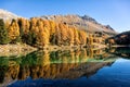 Stunning view of the Palpuogna lake near Albula pass with golden trees in autumn Royalty Free Stock Photo