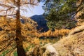 Stunning view of the Palpuogna lake near Albula pass with golden trees in autumn Royalty Free Stock Photo