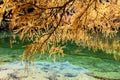 Stunning view of the Palpuogna lake near Albula pass with golden trees in autumn Royalty Free Stock Photo