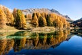 Stunning view of the Palpuogna lake near Albula pass with golden trees in autumn Royalty Free Stock Photo