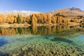 Stunning view of the Palpuogna lake near Albula pass with golden trees in autumn Royalty Free Stock Photo