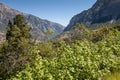 Provo Canyon vibrant green in front Royalty Free Stock Photo