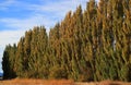 Stunning View of Row of Poplar Trees in the Autumn of Patagonia, Argentina