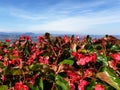 View of the San Marino mountains with red begonias