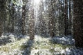 Stunning view of a snowy forest in early spring