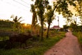 Stunning view of the sun setting over rural life on the island of Cebu, Philippines Royalty Free Stock Photo