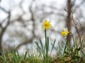 Stunning view of two vibrant yellow daffodils nestled amongst lush green grass and shrubbery Royalty Free Stock Photo