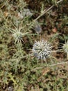 Stunning view of viscous globe-thistle