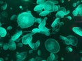 Jelly Fish in emerald green