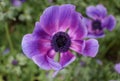 A stunning violet color of Poppy Anemone flower `Monalisa Deep Blue`