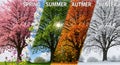 Stunning visual depiction of the four seasons cycle Royalty Free Stock Photo