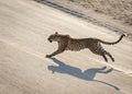 A Stunning Visual of a Minimalist Leopard in Dynamic Motion Capturing the Grace and Power of a Running Royalty Free Stock Photo
