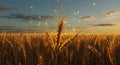 Digital network enhances golden wheat harvest Royalty Free Stock Photo