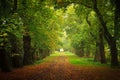 Woodland walk into autumn