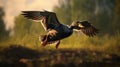 Duck In Flight Hd Wallpaper With Vray Tracing And Nikon D850 Style