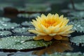 Stunning Water Lily Floating in Rain-Drenched Tranquil Pond Generative AI