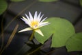 a water lily sits in a pond surrounded by leaves and water
