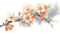 Stunning Watercolor Apricot Blossoms of Armenia . Royalty Free Stock Photo