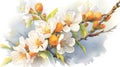 Stunning Watercolor Apricot Blossoms of Armenia . Royalty Free Stock Photo