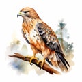 Detailed Watercolor Illustration Of A Cute Little Hawk