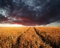 Stunning wheatfield landscape Summer sunset under moody stormy d Royalty Free Stock Photo