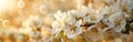 White Apple Blossom Panorama: Spring Flowers on Tree with Soft Bokeh Background Royalty Free Stock Photo