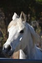 Stunning White Arab Horse Standing in a Paddock Royalty Free Stock Photo