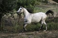 Portrait of a beautiful Arabian stallion horse trotting Royalty Free Stock Photo
