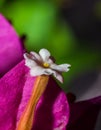 Stunning White Bloom of Bougainvillea Flower Royalty Free Stock Photo