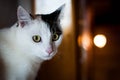 Cute white cat with black spot starring looking into the camera