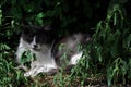 stunning white-gray fluffy cat with a mystical look lies in the dark green grass in the afternoon
