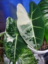 Stunning white and green marbled leaf of Alocasia Frydek variegated