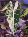 Stunning white and green marbled leaf of Alocasia Frydek variegated