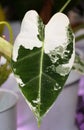 Stunning white and green marbled leaf of Alocasia Frydek variegated Royalty Free Stock Photo