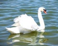 A stunning white Mute Swan swimming majestically in a small Florida lake. Royalty Free Stock Photo