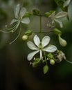 Elegant White Orchid Blossom Wall Art Print