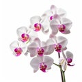 Stunning White Orchid: A Captivating Floral Beauty