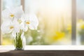 Stunning White Orchid Flower Arrangement in Sunlit Glass Vase. Royalty Free Stock Photo