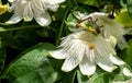 Stunning white passion flowers, with ladybird, photograped in Brentford, West London UK on a hot day in June. Royalty Free Stock Photo