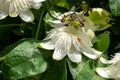 Stunning white passion flowers, with ladybird, photograped in Brentford, West London UK on a hot day in June. Royalty Free Stock Photo