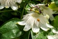 Stunning white passion flowers in the sun, photograped in Brentford, West London UK on a hot day in June. Royalty Free Stock Photo