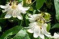 Stunning white passion flowers in the sun, photograped in Brentford, West London UK on a hot day in June. Royalty Free Stock Photo