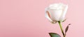 Stunning white rose on pink isolated background with ample text space for creative design