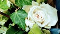 A stunning white rose, a symbol of purity and love