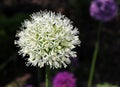 Stunning white spherical head of the Allium stipitatum `Mount Everest` with hundreds of little white star-shaped petals Royalty Free Stock Photo