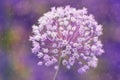 Stunning white spherical head of the Allium stipitatum `Mount Everest` with hundreds of little white star-shaped petals on a gre Royalty Free Stock Photo