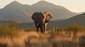 Majestic Elephant Family in Golden Hour Grassland